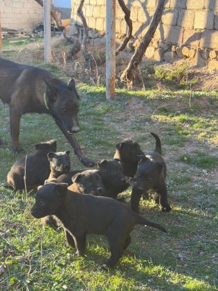 BELCİKA DARK MALİNOİS