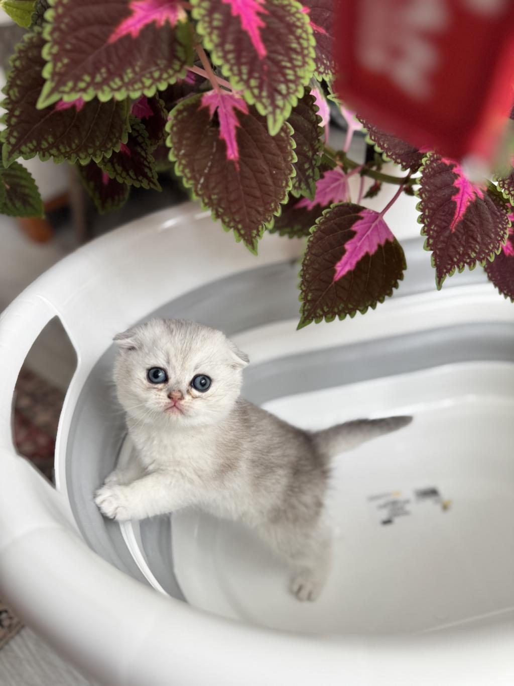 EN TATLILAR EN GÜZELLER EN YAKIŞIKLI KEDİLER