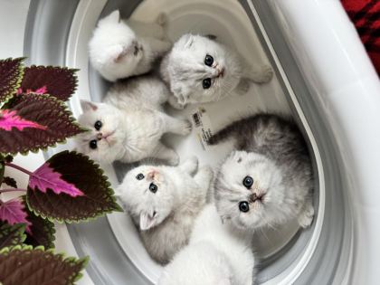 EN TATLILAR EN GÜZELLER EN YAKIŞIKLI KEDİLER