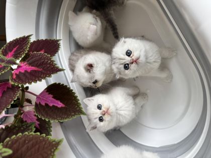 EN TATLILAR EN GÜZELLER EN YAKIŞIKLI KEDİLER
