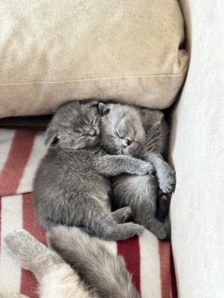 MİNİK KALP KEDİLERE KOCAMAN BİR YUVA ARIYORUZ