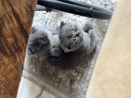 MİNİK KALP KEDİLERE KOCAMAN BİR YUVA ARIYORUZ