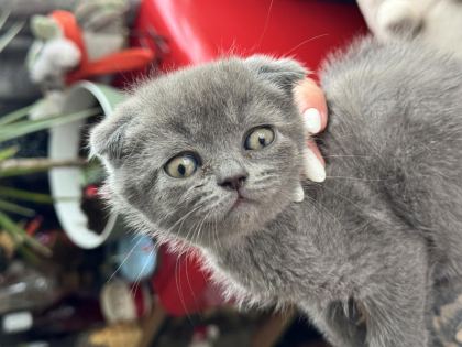 MİNİK KALP KEDİLERE KOCAMAN BİR YUVA ARIYORUZ
