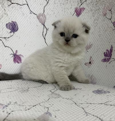 SAFKAN SCOTTİSH FOLD YAVRULARI