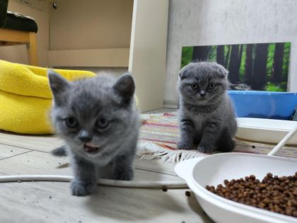 YENİ YUVALARI İÇİN HAZIR KEDİLER