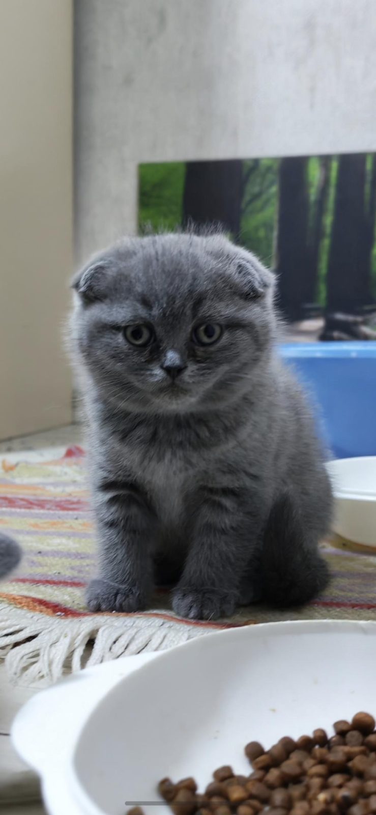 YENİ YUVALARI İÇİN HAZIR KEDİLER