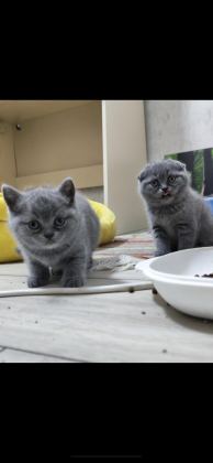 YENİ YUVALARI İÇİN HAZIR KEDİLER