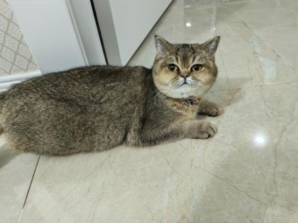 SAĞLIK SORUNLARINDAN DOLAYI KEDİMİZ SAHİPLENDİRİLİYOR