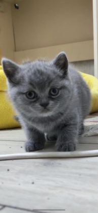 YENİ YUVALARI İÇİN HAZIR KEDİLER