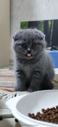 YENİ YUVALARI İÇİN HAZIR KEDİLER