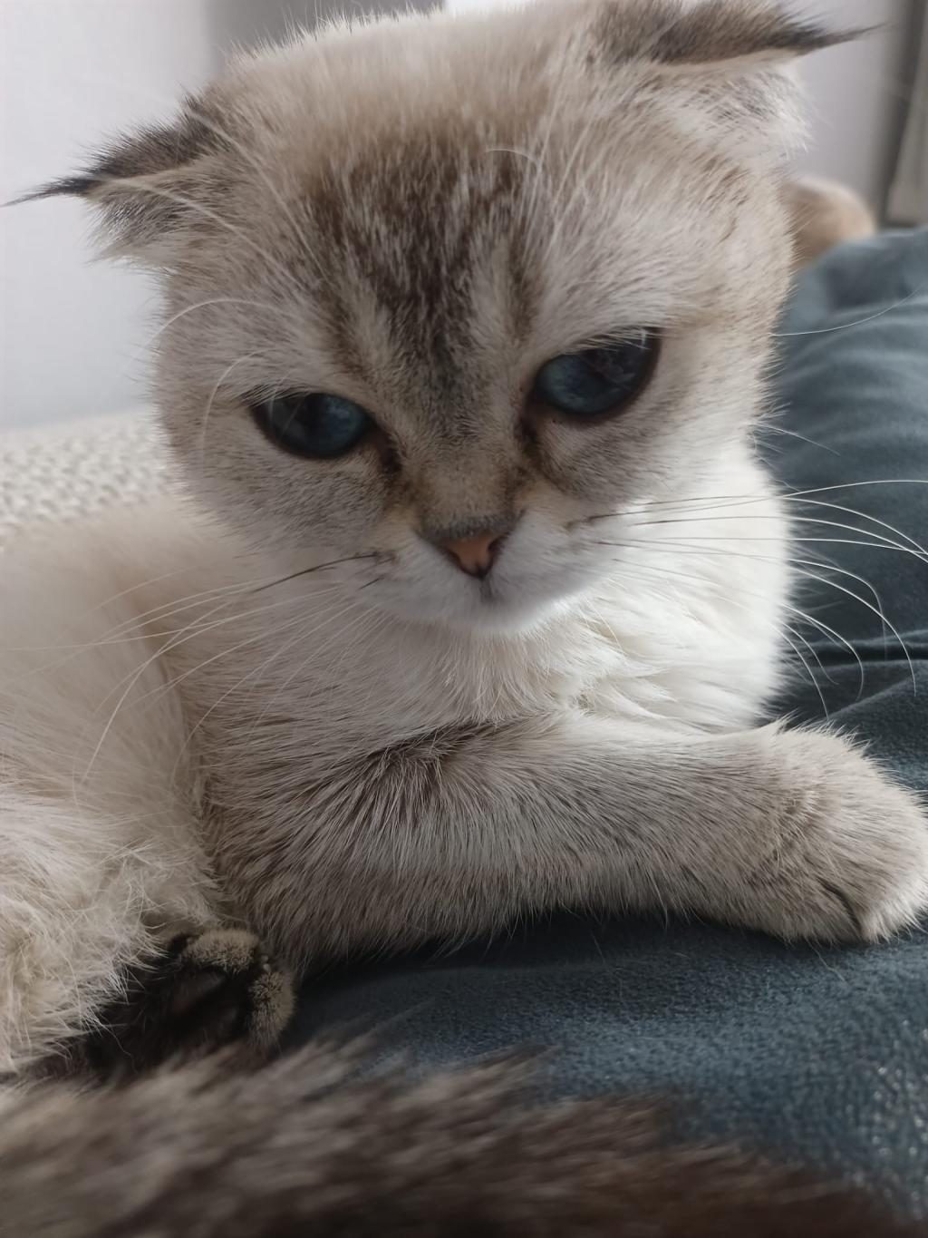 2 YAŞINDA DİŞİ SCOTTİSH FOLD