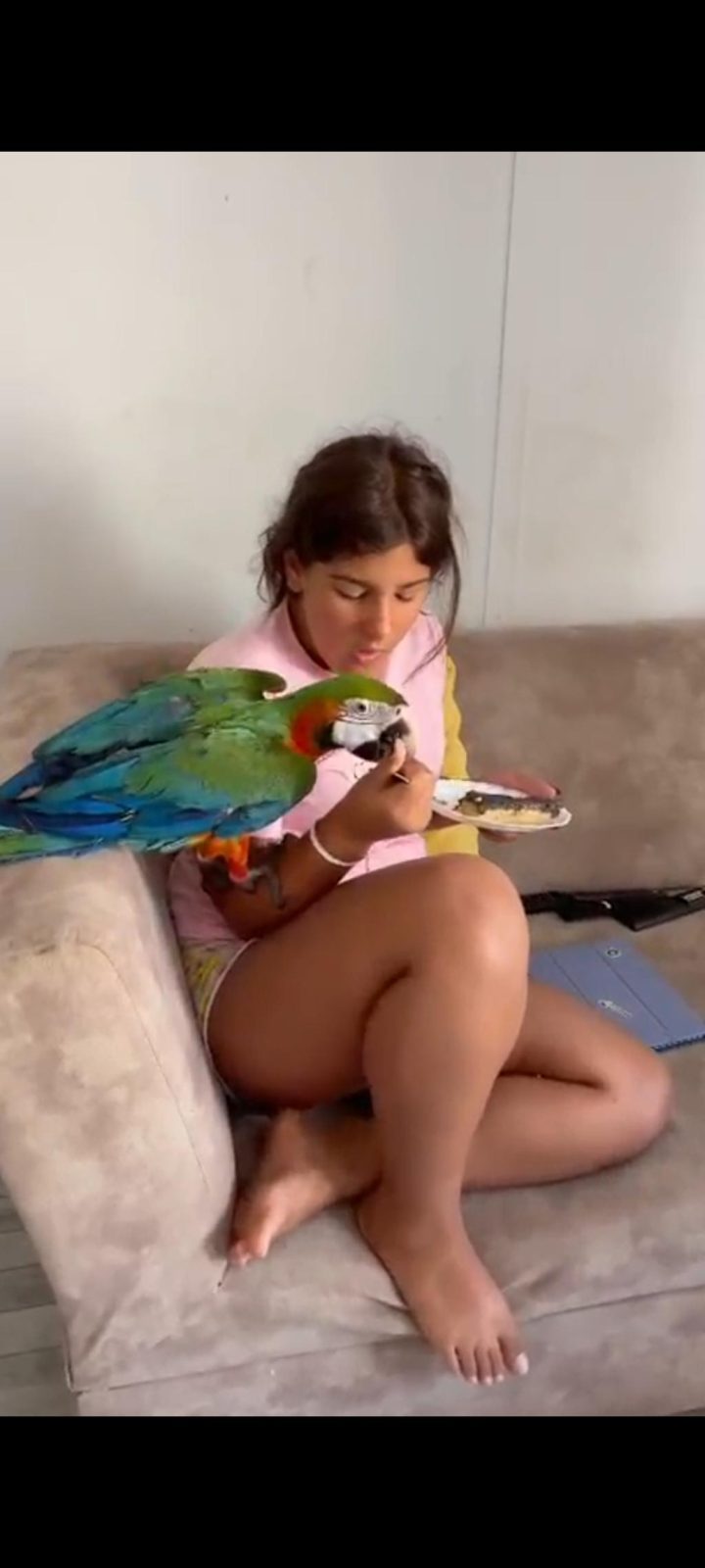 FULL EVCİL 1 YAŞINDA YAVRU HARLEQUEN MACAW YAVRUMUZ