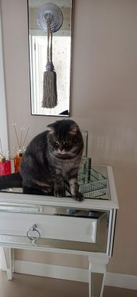 KEDİMİZ KRALA YENİ YUVA ARIYORUM