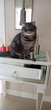 KEDİMİZ KRALA YENİ YUVA ARIYORUM
