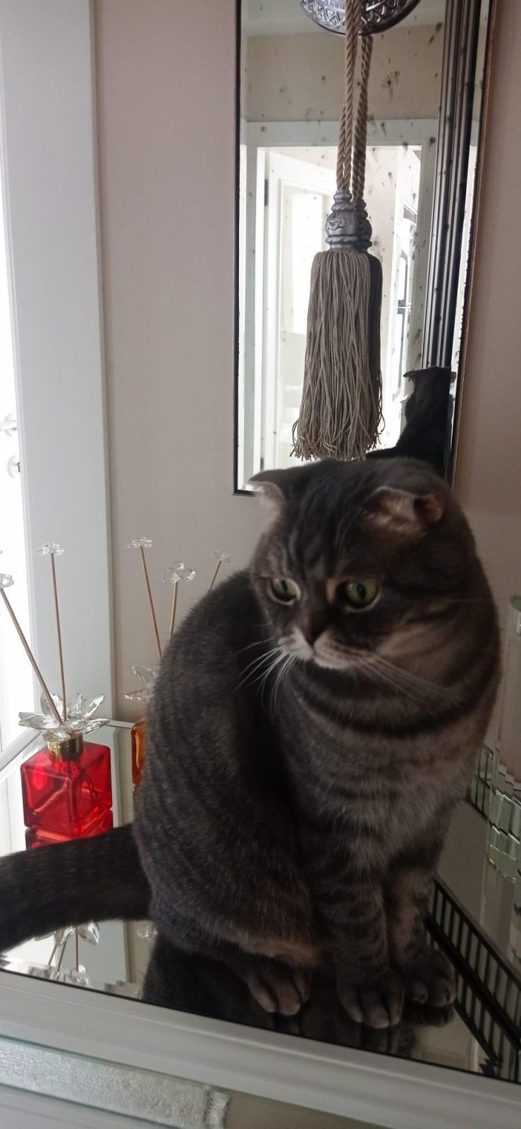 KEDİMİZ KRALA YENİ YUVA ARIYORUM