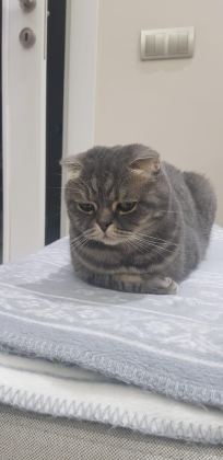 KEDİMİZ KRALA YENİ YUVA ARIYORUM