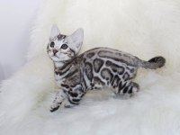 BEAUTİFUL SİLVER BENGAL BABY READY NOW