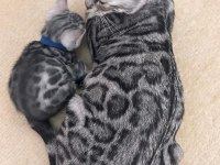 BEAUTİFUL SİLVER BENGAL BABY READY NOW