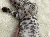 BEAUTİFUL SİLVER BENGAL BABY READY NOW