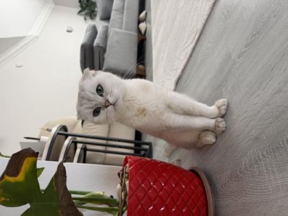 ÜCRETSİZ SAHİPLENDİRME SCOTTİSH FOLD KEDİSİ