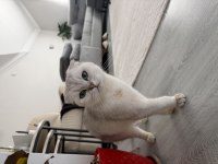 ÜCRETSİZ SAHİPLENDİRME SCOTTİSH FOLD KEDİSİ
