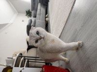 ÜCRETSİZ SAHİPLENDİRME SCOTTİSH FOLD KEDİSİ