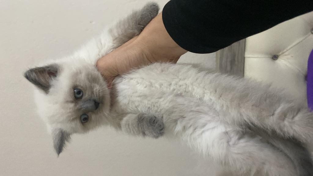 60 GÜNLÜK BLUE POİNT KEDİMİZ