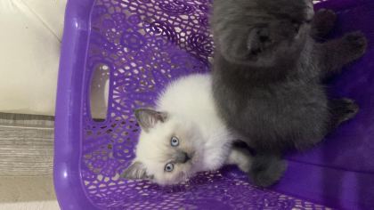60 GÜNLÜK BLUE POİNT KEDİMİZ