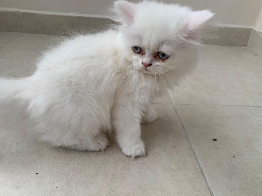KEDİ YAVRU BRİTİSH LONGHAİR DİŞİ ERKEK