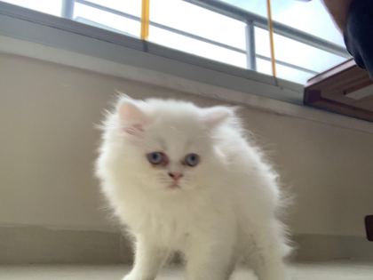 KEDİ YAVRU BRİTİSH LONGHAİR DİŞİ ERKEK