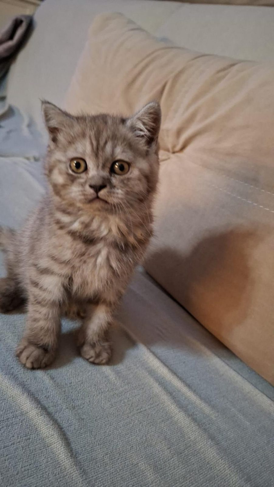 KEDİMİZ İÇİN ULAŞIN