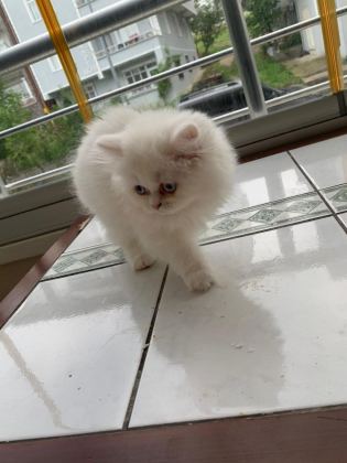 KEDİ YAVRU BRİTİSH LONGHAİR DİŞİ ERKEK