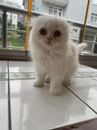 KEDİ YAVRU BRİTİSH LONGHAİR DİŞİ ERKEK