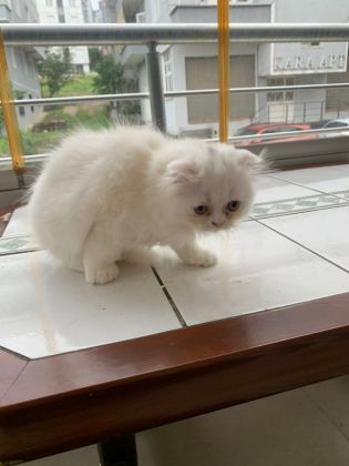 KEDİ YAVRU BRİTİSH LONGHAİR DİŞİ ERKEK
