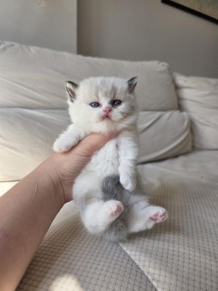 ÖZEL OLMAK İSTEYENLERE RAGDOLL