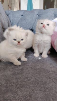 ÖZEL OLMAK İSTEYENLERE RAGDOLL YAVRULAR