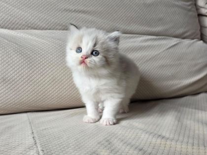 ÖZEL OLMAK İSTEYENLERE RAGDOLL YAVRULAR