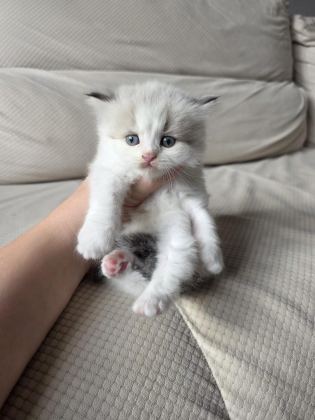 ÖZEL OLMAK İSTEYENLERE RAGDOLL YAVRULAR