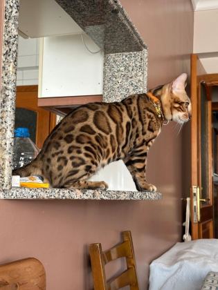 BENGAL KEDİSİ MUHTEŞEM GÜZELLİK