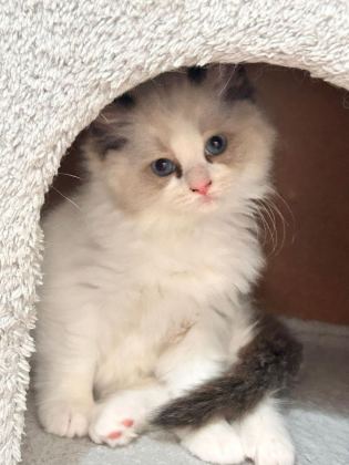 ÖZEL OLMAK İSTEYENLERE RAGDOLL YAVRULAR