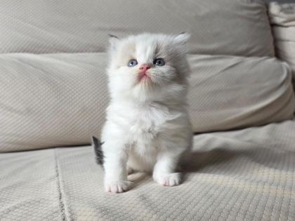 ÖZEL OLMAK İSTEYENLERE RAGDOLL YAVRULAR