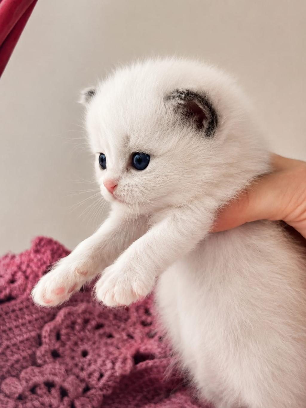 ÖZEL OLMAK İSTEYENLERE RAGDOLL
