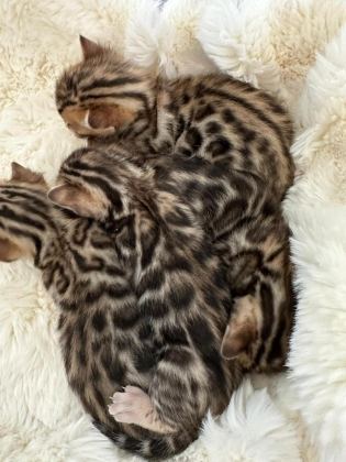 BENGAL KEDİSİ MUHTEŞEM GÜZELLİK