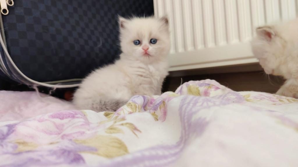 ÖZEL OLMAK İSTEYENLERE RAGDOLL YAVRULAR