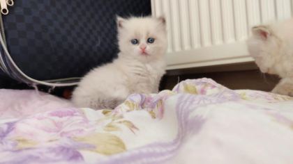 ÖZEL OLMAK İSTEYENLERE RAGDOLL YAVRULAR