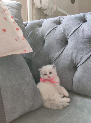ÖZEL OLMAK İSTEYENLERE RAGDOLL YAVRULAR