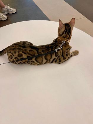 BENGAL KEDİSİ MUHTEŞEM GÜZELLİK