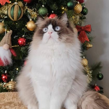 ÖZEL OLMAK İSTEYENLERE RAGDOLL