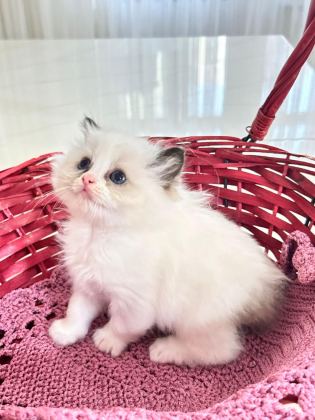ÖZEL OLMAK İSTEYENLERE RAGDOLL