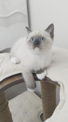 ÖZEL OLMAK İSTEYENLERE RAGDOLL